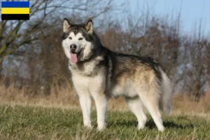 Lees meer over het artikel Alaska Malamute fokkers en pups in Gelderland