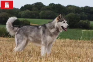 Lees meer over het artikel Alaska Malamute fokkers en pups in Hamburg