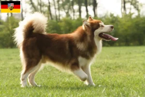 Lees meer over het artikel Alaska Malamute fokkers en pups in Saarland