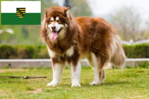 Lees meer over het artikel Alaska Malamute fokkers en pups in Saksen