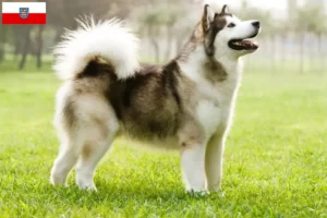 Lees meer over het artikel Alaska Malamute fokkers en pups in Thüringen