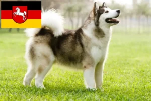 Lees meer over het artikel Alaska Malamute fokkers en pups in Nedersaksen