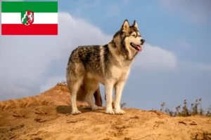 Lees meer over het artikel Alaska Malamute fokkers en pups in Noordrijn-Westfalen