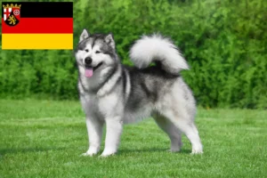 Lees meer over het artikel Alaska Malamute fokkers en pups in Rijnland-Palts