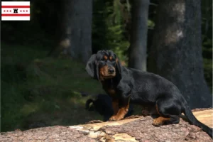 Lees meer over het artikel Alpine Dachsbracke fokkers en pups in Drenthe