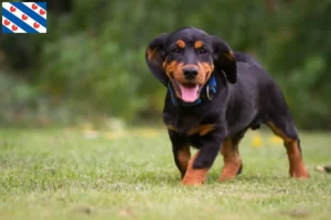 Lees meer over het artikel Alpine Dachsbracke fokkers en pups in Friesland