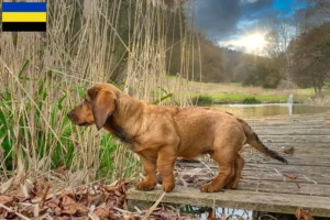 Lees meer over het artikel Alpine Dachsbracke fokkers en pups in Gelderland