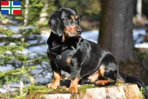 Lees meer over het artikel Alpine Dachsbracke fokkers en pups in Groningen
