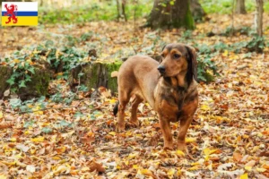 Lees meer over het artikel Alpine Dachsbracke fokkers en pups in Limburg