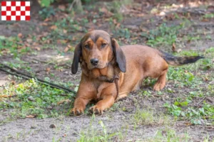 Lees meer over het artikel Alpine Dachsbracke fokkers en pups in Noord-Brabant