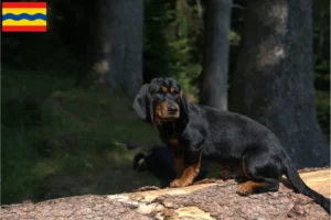 Lees meer over het artikel Alpine Dachsbracke fokkers en pups in Overijssel