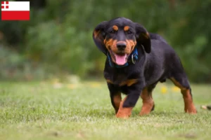 Lees meer over het artikel Alpine Dachsbracke fokkers en pups in Utrecht