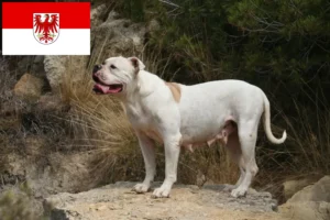 Lees meer over het artikel Amerikaanse Bulldog fokkers en pups in Brandenburg