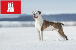 Lees meer over het artikel Amerikaanse Bulldog fokkers en pups in Hamburg