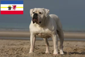 Lees meer over het artikel Amerikaanse Bulldog fokkers en pups in Mecklenburg-Vorpommern
