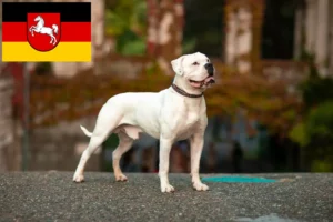 Lees meer over het artikel American Bulldog fokkers en pups in Nedersaksen