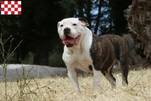 Lees meer over het artikel Amerikaanse Bulldog fokkers en pups in Noord-Brabant