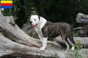 Lees meer over het artikel Amerikaanse Bulldog fokkers en pups in Noord-Holland