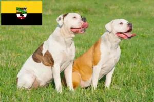 Lees meer over het artikel American Bulldog fokkers en pups in Saksen-Anhalt