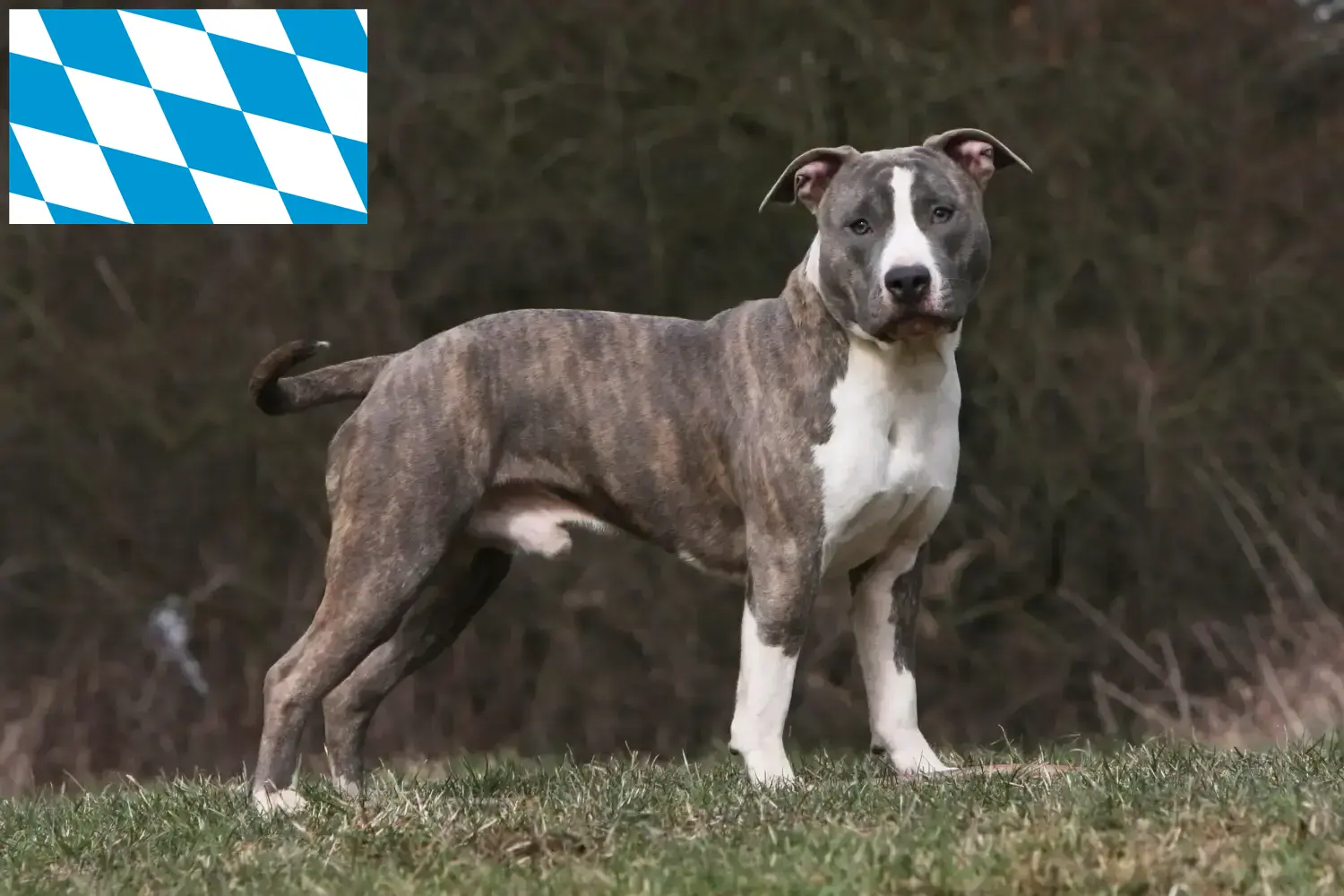 Lees meer over het artikel Amerikaanse Staffordshire Terriër fokkers en puppies in Beieren