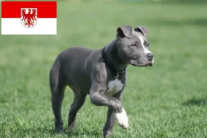 Lees meer over het artikel American Staffordshire Terrier fokkers en pups in Brandenburg