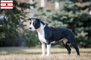 Lees meer over het artikel Amerikaanse Staffordshire Terriër fokkers en pups in Drenthe