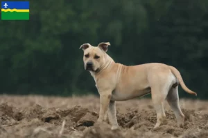 Lees meer over het artikel Amerikaanse Staffordshire Terriër fokkers en pups in Flevoland