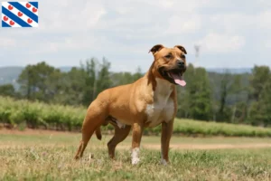 Lees meer over het artikel American Staffordshire Terrier fokkers en pups in Friesland