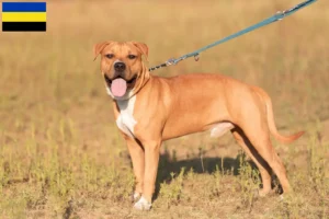Lees meer over het artikel American Staffordshire Terrier fokkers en pups in Gelderland