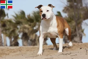 Lees meer over het artikel American Staffordshire Terrier fokkers en pups in Groningen