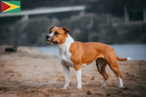 Lees meer over het artikel Amerikaanse Staffordshire Terriër fokkers en puppies in Guyana