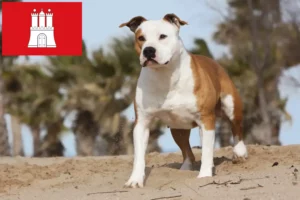Lees meer over het artikel American Staffordshire Terrier fokkers en pups in Hamburg