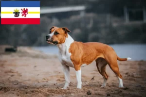 Lees meer over het artikel American Staffordshire Terrier fokkers en pups in Mecklenburg-Vorpommern