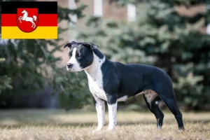 Lees meer over het artikel American Staffordshire Terrier fokkers en pups in Nedersaksen