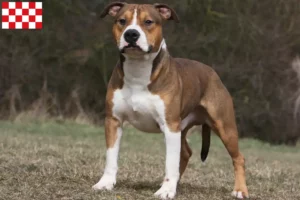 Lees meer over het artikel Amerikaanse Staffordshire Terriër fokkers en pups in Noord-Brabant