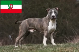 Lees meer over het artikel American Staffordshire Terrier fokkers en pups in Noordrijn-Westfalen