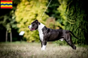 Lees meer over het artikel Amerikaanse Staffordshire Terriër fokkers en pups in Overijssel