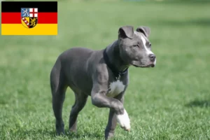 Lees meer over het artikel Amerikaanse Staffordshire Terriër fokkers en pups in Saarland