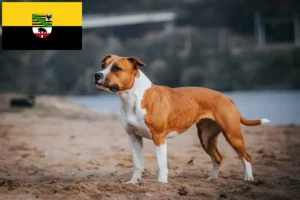 Lees meer over het artikel American Staffordshire Terrier fokkers en pups in Saksen-Anhalt