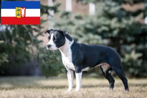 Lees meer over het artikel Amerikaanse Staffordshire Terriër fokkers en pups in Sleeswijk-Holstein