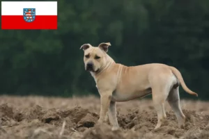 Lees meer over het artikel Amerikaanse Staffordshire Terriër fokkers en pups in Thüringen