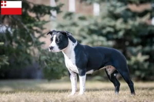 Lees meer over het artikel American Staffordshire Terrier fokkers en pups in Utrecht