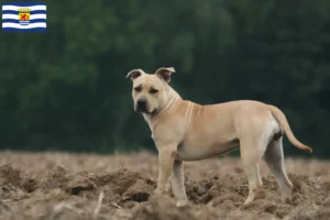 Lees meer over het artikel American Staffordshire Terrier fokkers en pups in Zeeland