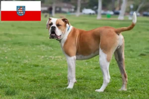 Lees meer over het artikel Amerikaanse Bulldog fokkers en pups in Thüringen