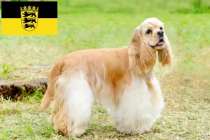Lees meer over het artikel Amerikaanse Cocker Spaniel fokkers en pups in Baden-Württemberg