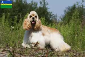 Lees meer over het artikel Amerikaanse Cocker Spaniel fokkers en pups in Flevoland