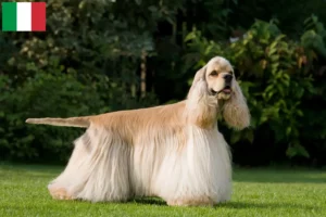 Lees meer over het artikel Amerikaanse Cocker Spaniël fokkers en pups in Italië