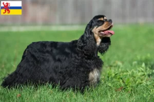 Lees meer over het artikel Amerikaanse Cocker Spaniel fokker en pups in Limburg