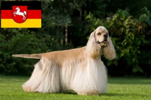 Lees meer over het artikel Amerikaanse Cocker Spaniel fokkers en pups in Nedersaksen