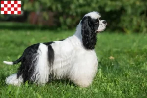 Lees meer over het artikel Amerikaanse Cocker Spaniel fokkers en pups in Noord-Brabant